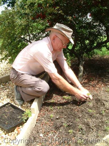 Planting seedlings Fred 9888